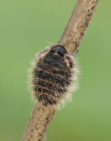 Belted Beauty Lycia zonaria