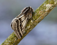 70.250 BF1928 Belted Beauty Lycia zonaria