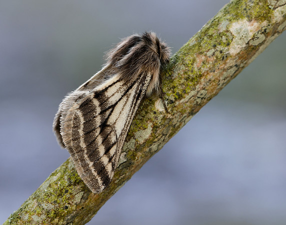 70.250 BF1928 Belted Beauty Lycia zonaria