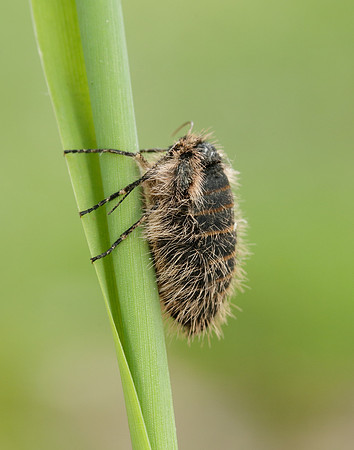 Belted Beauty Lycia zonaria