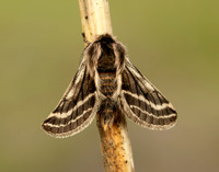 70.250 BF1928 Belted Beauty Lycia zonaria