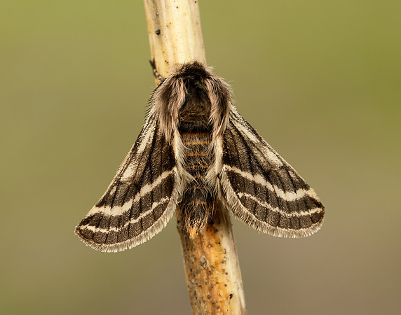 70.250 BF1928 Belted Beauty Lycia zonaria