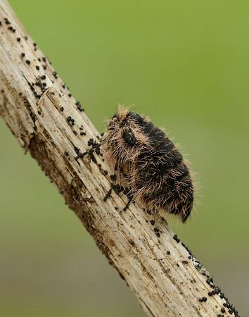 Belted Beauty Lycia zonaria