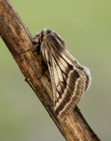 70.250 BF1928 Belted Beauty Lycia zonaria