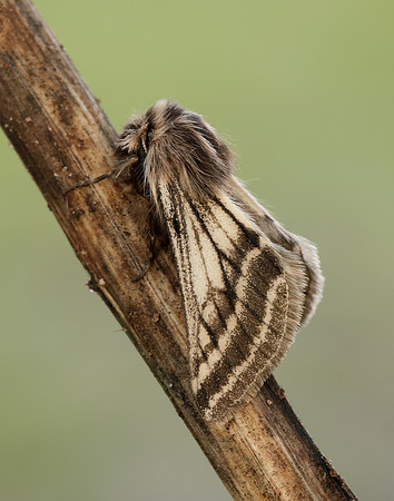 70.250 BF1928 Belted Beauty Lycia zonaria