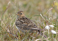 Skylark Alauda arvensis