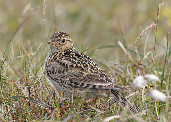 Skylark Alauda arvensis