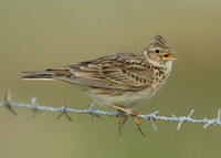 Skylark Alauda arvensis