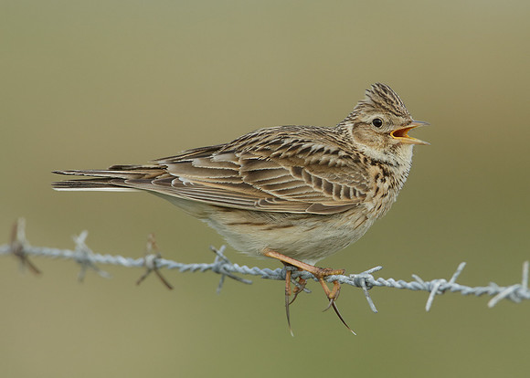 Skylark Alauda arvensis