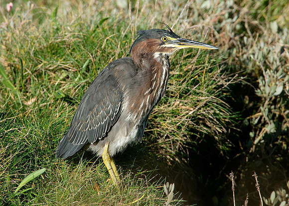 Green Heron Butorides striatus virescens