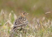 Skylark Alauda arvensis