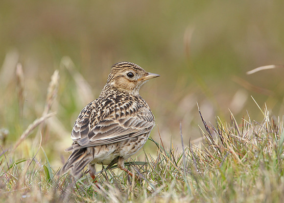 Skylark Alauda arvensis