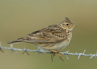 Skylark Alauda arvensis