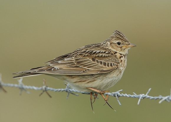 Skylark Alauda arvensis