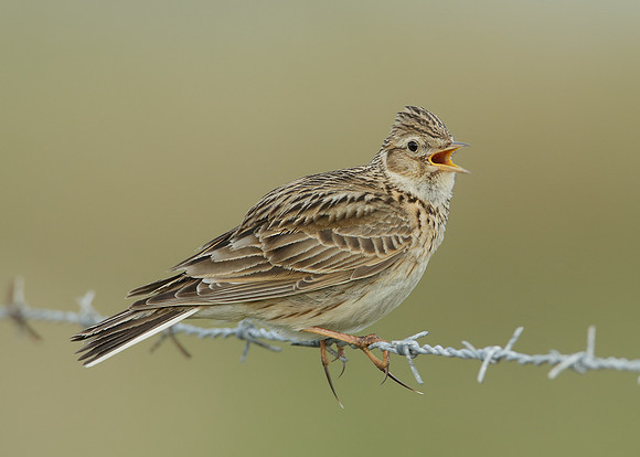 Skylark Alauda arvensis