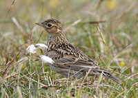 Skylark Alauda arvensis