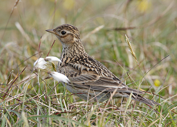 Skylark Alauda arvensis