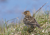 Skylark Alauda arvensis