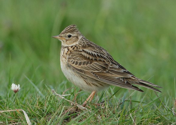 Skylark Alauda arvensis