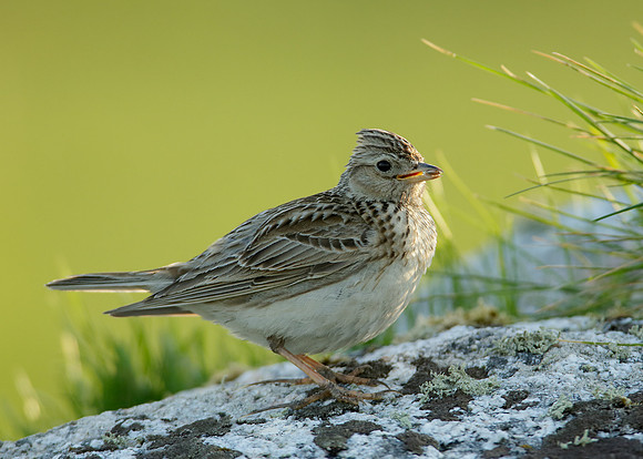 Skylark Alauda arvensis