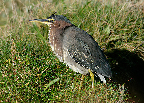 Green Heron Butorides striatus virescens