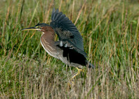 Green Heron Butorides striatus virescens