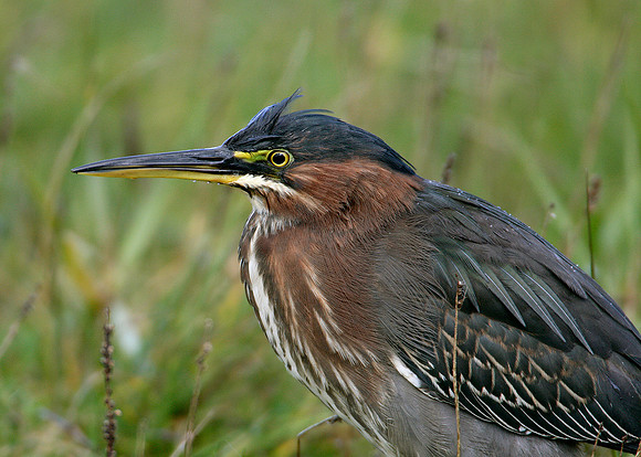 Green Heron Butorides striatus virescens