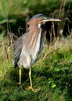 Green Heron Butorides striatus virescens