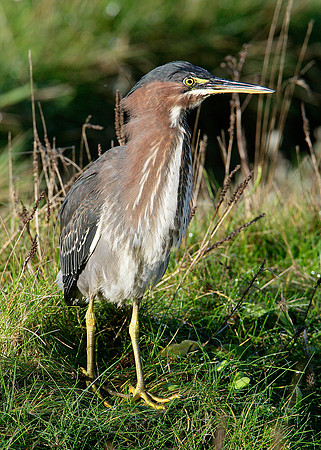 Green Heron Butorides striatus virescens