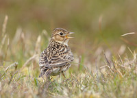 Skylark Alauda arvensis