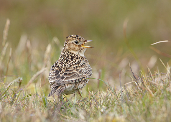 Skylark Alauda arvensis