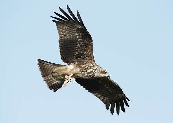 Black Kite Milvus migrans
