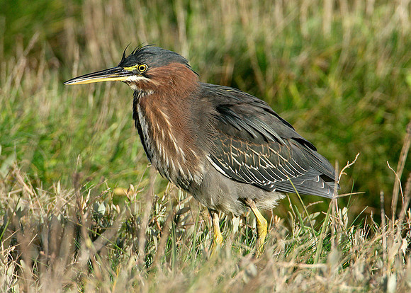 Green Heron Butorides striatus virescens