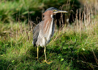 Green Heron Butorides striatus virescens