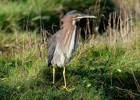 Green Heron Butorides striatus virescens