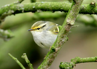 Pallas's Warbler Phylloscopus proregulus