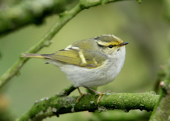 Pallas's Warbler Phylloscopus proregulus