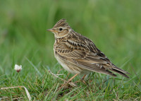 Skylark Alauda arvensis