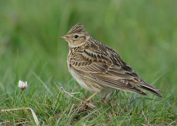 Skylark Alauda arvensis