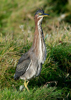 Green Heron Butorides striatus virescens