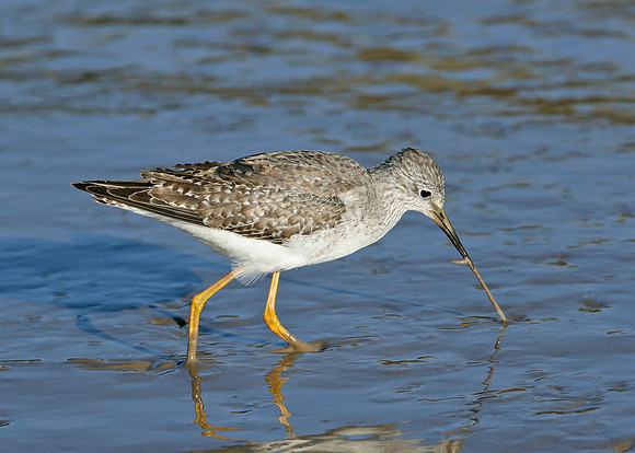 Lesser Yellowlegs Tringa flavipes
