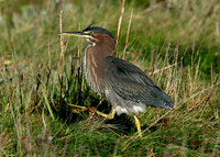 Green Heron Butorides striatus virescens