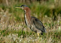 Green Heron, Anglesey Nov 2005