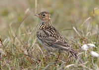 Skylark Alauda arvensis