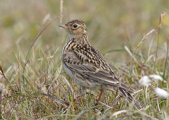 Skylark Alauda arvensis
