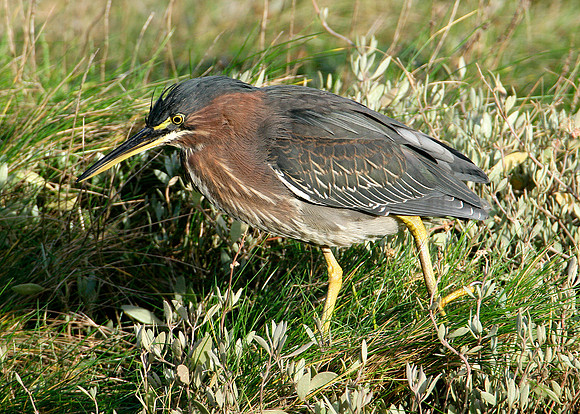 Green Heron Butorides striatus virescens