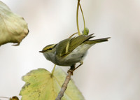 Pallas's Warbler Phylloscopus proregulus