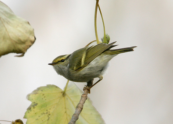 Pallas's Warbler Phylloscopus proregulus