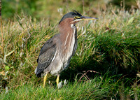 Green Heron Butorides striatus virescens