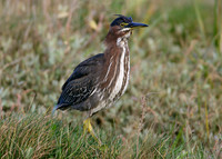 Green Heron Butorides striatus virescens